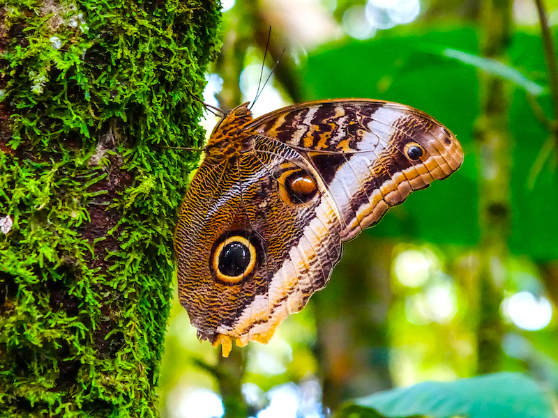 Costa Rica Infos