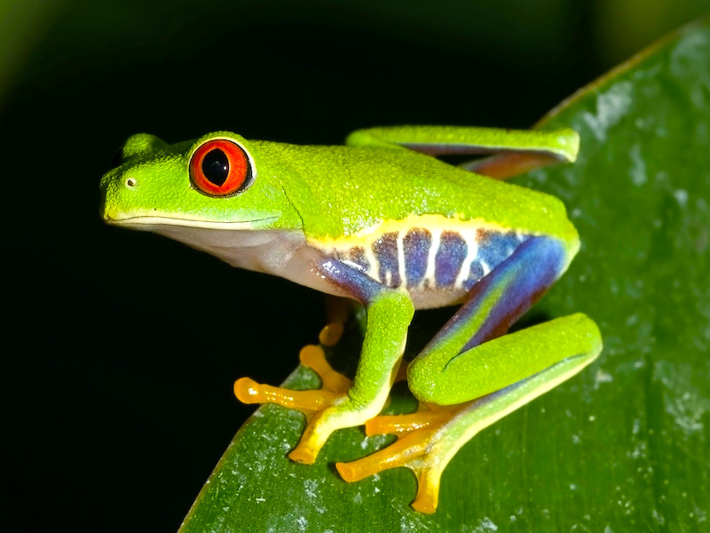 Costa Rica von Experten