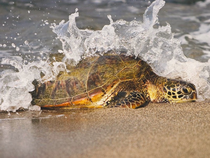 Costa Rica Mietwagen - Wasserschildkröte