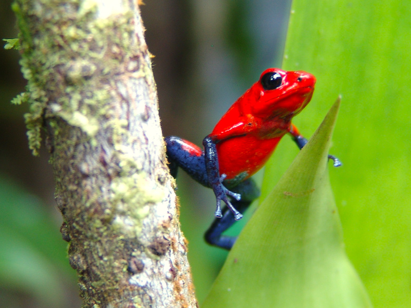 Costa Rica Erlebnisreise