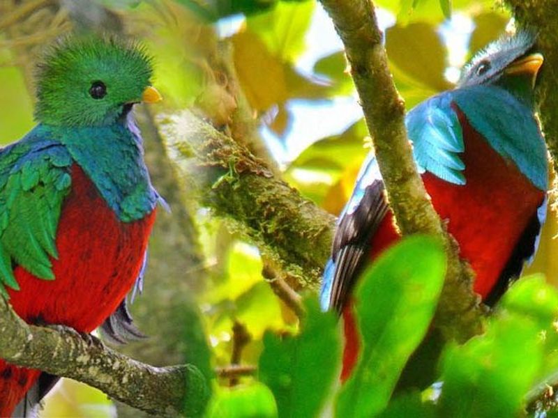 Costa Rica Wildlife Pur