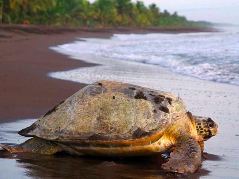 Costa Rica Auto Rundreise - Schildkröte