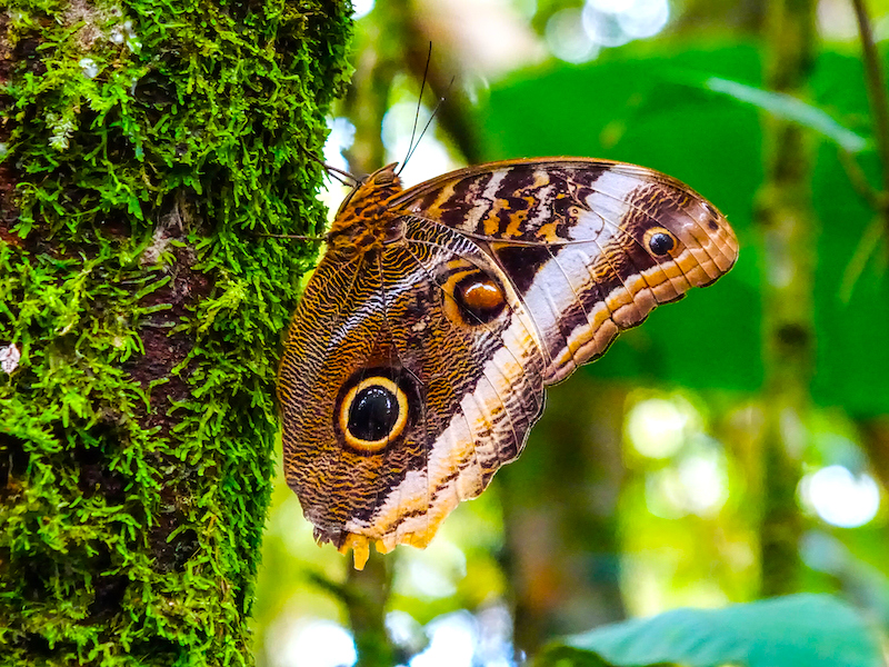 Costa Rica Wildlife Pur